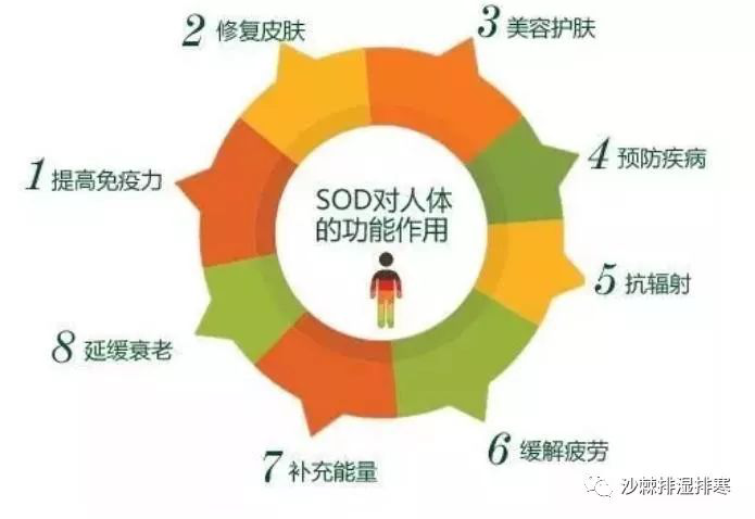沙棘為什么能被稱為“口服的化妝品”？